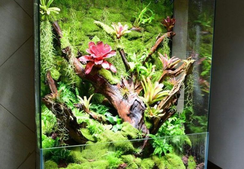 پالوداریوم